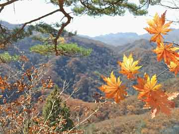 揭秘椰族部全新域名，深度探索之旅启程