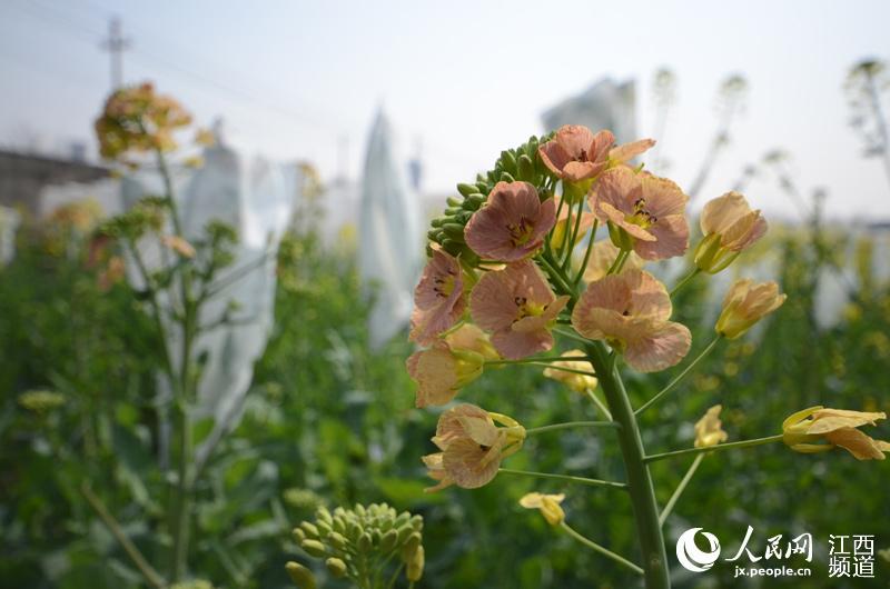 深度评测与介绍，清菊新颜，最新清菊文章赏析